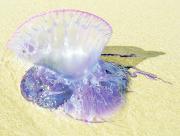 Llaman a la precaución ante avistamiento de fragata portuguesa en Iloca