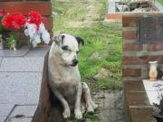 Las mascotas podrán ser enterradas junto con sus dueños en la mayor ciudad de Brasil