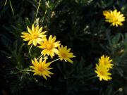 Margarita y los pétalos del desamor