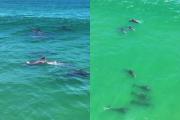 Espectacular registro: manada de delfines se paseó por las aguas de las costas de Rocha