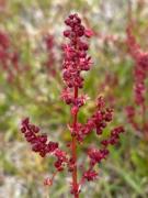 Advierten sobre el riesgo de “caricaturizar” la naturaleza al hablar de especies introducidas