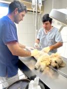 Nuevo Período de Castración Canina