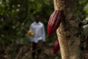 Precio del cacao se desploma:¿Cuánto debe recibir el agricultor este 11 de febrero?