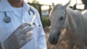 Escándalo en el hipismo de Estados Unidos: Veterinario es suspendido por 24 años