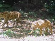 Misterio en Misiones: la Justicia investiga la desaparición de dos crías de yaguareté que habían sido liberadas en una reserva natural