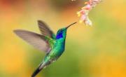 El significado oculto detrás de la visita de los colibríes: esto significa