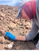 PUCV lidera investigación para conservar cactus endémico de Chile mediante bacterias benéficas