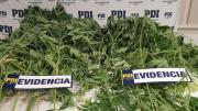 PDI incautó 12 plantas de marihuana en Linares avaluadas en 5 millones de pesos.