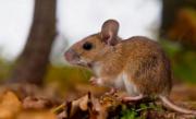 Muere joven de 36 años por hantavirus en Tarija