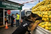 El NOA suma olfato canino para blindarse ante la enfermedad más temida del citrus