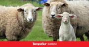 Experto advierte que en 30 años las ovejas podrían extinguirse