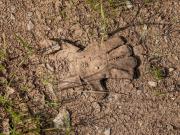 ¿Quiénes reemplazan a los trabajadores inmigrantes deportados? No los estadounidenses.