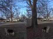 Un perro guio a la policía directo a la ubicación de un nene de tres años desaparecido: Es un héroe