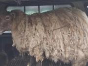 El nuevo destino de Fiona, la oveja más solitaria del mundo: fue mamá de gemelos y su historia cautiva en las redes