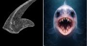 Dientes microscópicos y terroríficos: el hallazgo en San Juan de un antiguo habitante de los océanos
