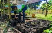 Avanza elaboración de sustrato orgánico y germinación de semillas para Plan Nacional de Reforestación en Carabobo