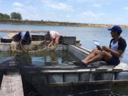 Siembra de pejerrey: La Plata impulsa su vuelta a las lagunas