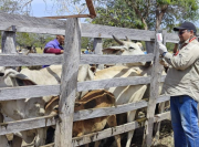 Jornada de vacunación fortalece la sanidad animal y la seguridad alimentaria en el estado Apure