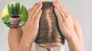 Cómo evitar la alopecia femenina usando la planta de romero: elemento casero efectivo
