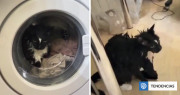 Mujer rusa encendió su lavadora y no notó que su gato estaba dentro: sus maullidos la alertaron