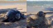 EN VIDEO: Tortuga marina no pudo enterrar sus huevos en playa de Margarita debido a construcciones ilegales cerca de la costa