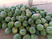 Expo Feria de la Sandía impulsa a productores y comunidades indígenas del departamento de Boquerón