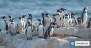 Declaran al pingüino de Humboldt como Monumento Natural: por qué Chile es relevante en su conservación