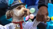Mascotas se visten de pepinos y ch'utas, íconos del carnaval paceño