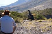 Un cóndor andino de Neuquén volvió a volar gracias a un tratamiento en Buenos Aires: Estaba bastante golpeado