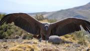 Vuela, vuela: liberaron a un cóndor ándino rescatado en el norte de Neuquén