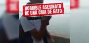 Denuncian maltrato animal: Graban a un joven lanzando un gato al Lago de Maracaibo
