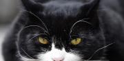 Murió Palmerston, el célebre gato del Ministerio de Asuntos Exteriores británico: Será extrañado con gran dolor