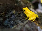 ¿Qué tan venenosa es la rana dardo? El anfibio con la toxina mortal que mató a Alexei Navalny