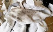 Medias y camisas blancas como nuevas: el truco de limpieza casero para eliminar la suciedad y recuperar su blancura