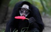 Helados para jaguares y paletas de sandía para monos por la ola de calor en Río de Janeiro