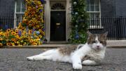 Larry, el verdadero 'primer ministro' inglés, cumple 15 años en 10 Downing St.