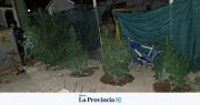 Sorpresa en Pocito: fueron por una denuncia de violencia y encontraron plantas de marihuana