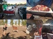 El caballo que “lloraba” y la matanza para comercializar carne que frenaron en Guaymallén