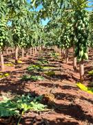 Productor de Yby Yaú apuesta a diversificación con próspera cosecha de mamón y tomate