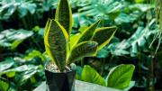 Por qué recomiendan colocar una cucharada de arroz en la maceta de la sansevieria o lengua de suegra