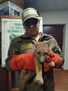 Zorro andino es rescatado por POFOMA en Potosí; Presuntamente lo intentaban domesticar