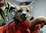 Rescatan cachorro de zorro andino que era mantenido ilegalmente como mascota en la ciudad de Potosí