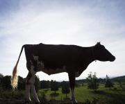 Uruguay exportó lácteos por un monto récord e importó menos durante el año pasado