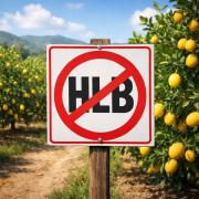 Sin rastros de HLB: el INTA Yuto confirmó resultados negativos en cítricos del NOA