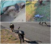 Jauría de ocho perros causa terror en Shangrilá: decenas de gatos y hasta conejos muertos