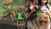 Carnaval para todos: de los bate bola hasta desfiles caninos sacuden Rio de Janeiro