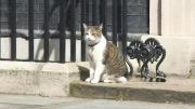 El famoso gato Larry celebra 15 años en el 10 de Downing Street