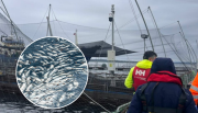 Invermar activa plan de contingencia tras pérdida de 283 toneladas de salmones por bajas de oxígeno en Chiloé