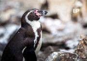 El pingüino de Humboldt es declarado Monumento Natural de Chile