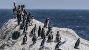 Declaran al pingüino de Humboldt como Monumento Natural para reforzar su protección en Chile